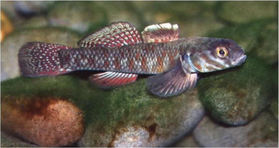 Redfin bully, one of New Zealand's most colourful freshwater fish. Spawning takes place in fresh water and after hatching the larvae are swept out to sea. Juveniles enter fresh water in spring and reach maturity about two years later.