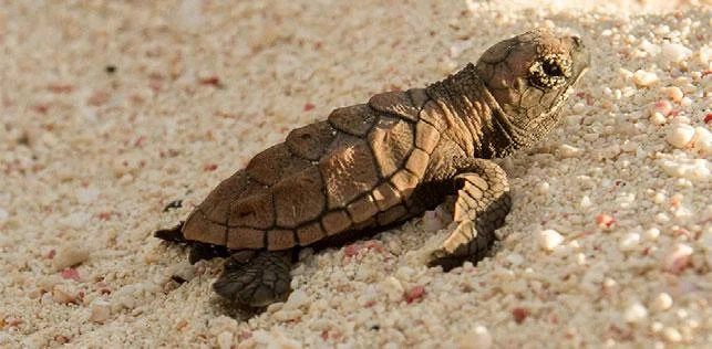 Newborn hawksbill sea turtle. Photo: T. Hall/Island Conservation