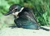 Kotare Kingfisher