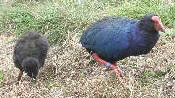 Takahe