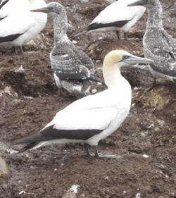 Gannet (Jo Ritchie)