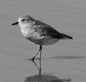 New Zealand dotterel on Whangapoua estuary Photo: J. Ogden