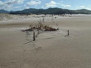 en17-kaitoke-beach-restoration-project-01.jpeg