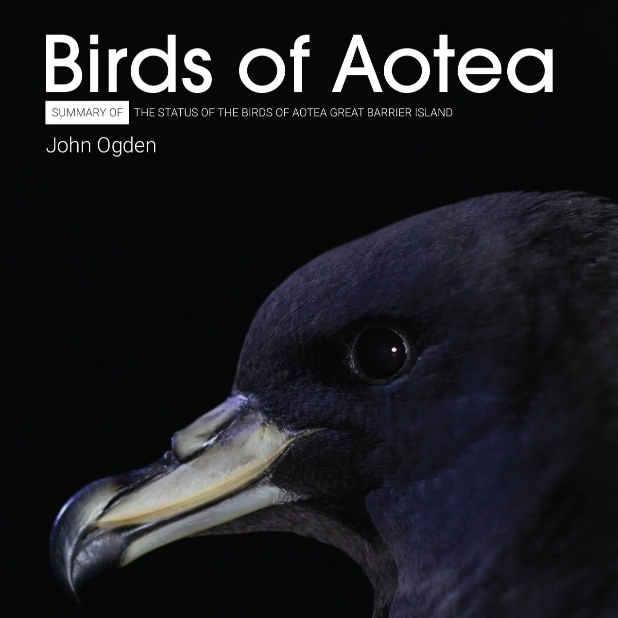 Birds of Aotea - Summary