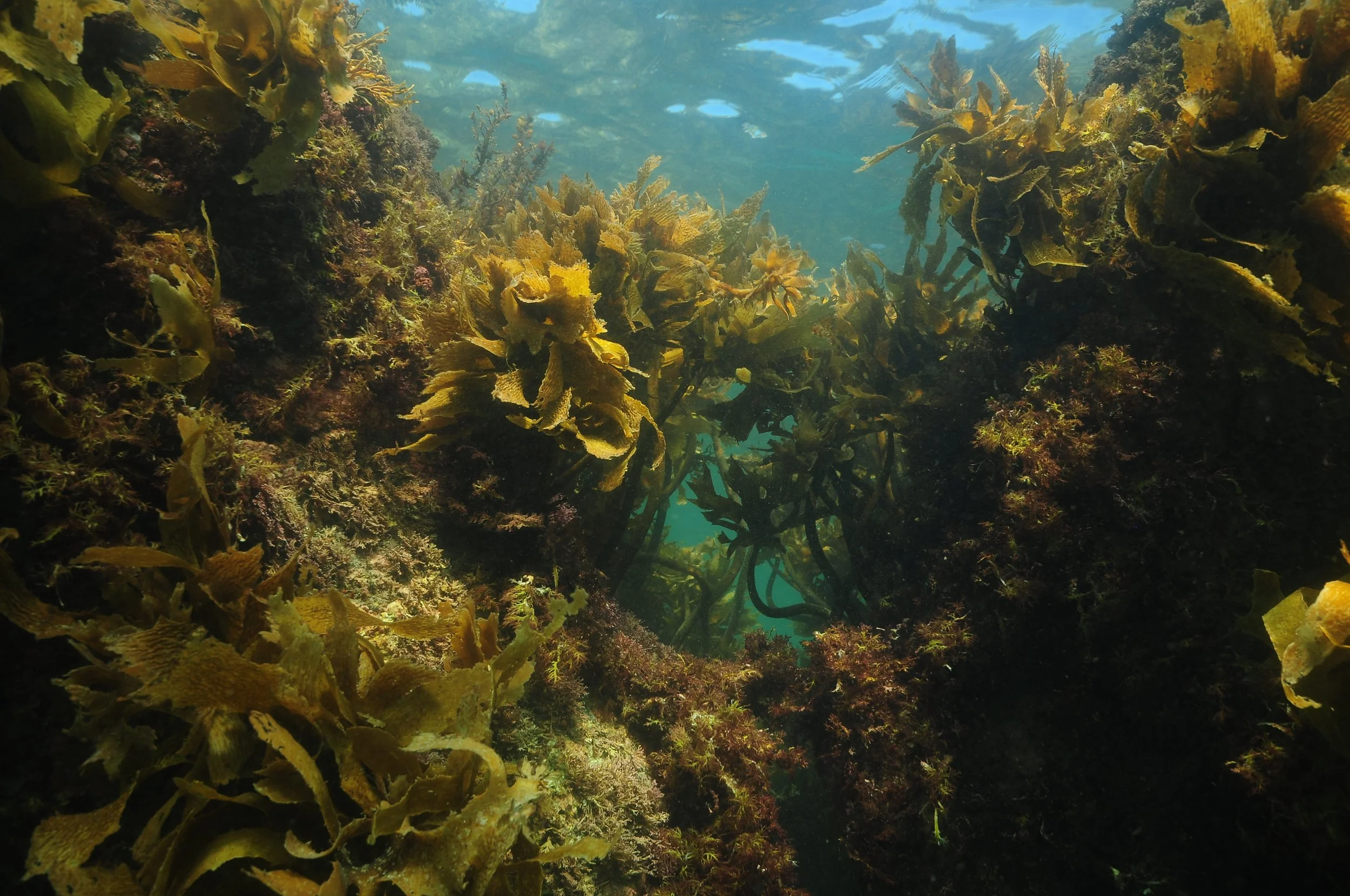 Submission on Fisheries New Zealand Discussion Paper No 2023/19 (Discussion Paper) – Bottom trawling in the Hauraki Gulf