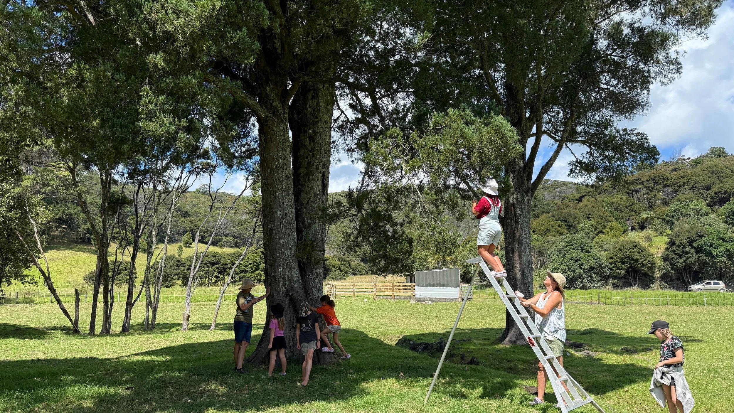Kaitoke school children collecting kahikatea seeds