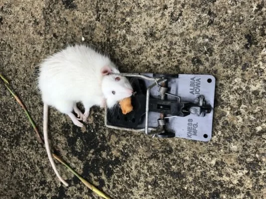 Albino rat