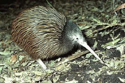 en13-kiwi-in-dire-straits-01.jpeg