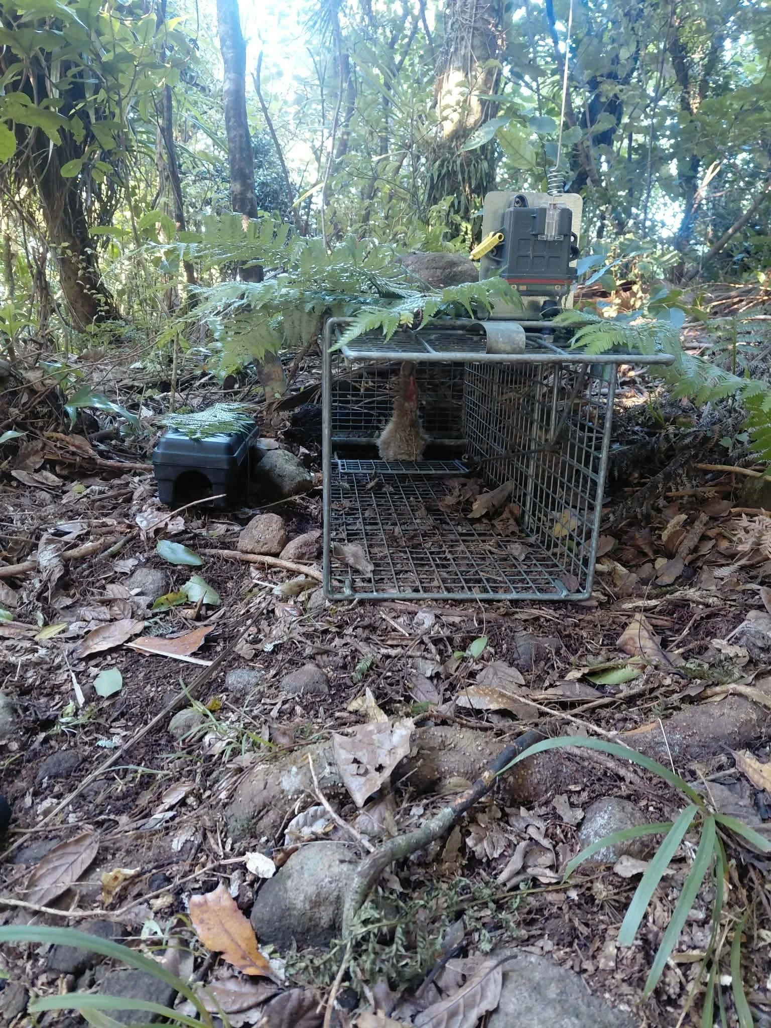 A Feral Cat Free Aotea