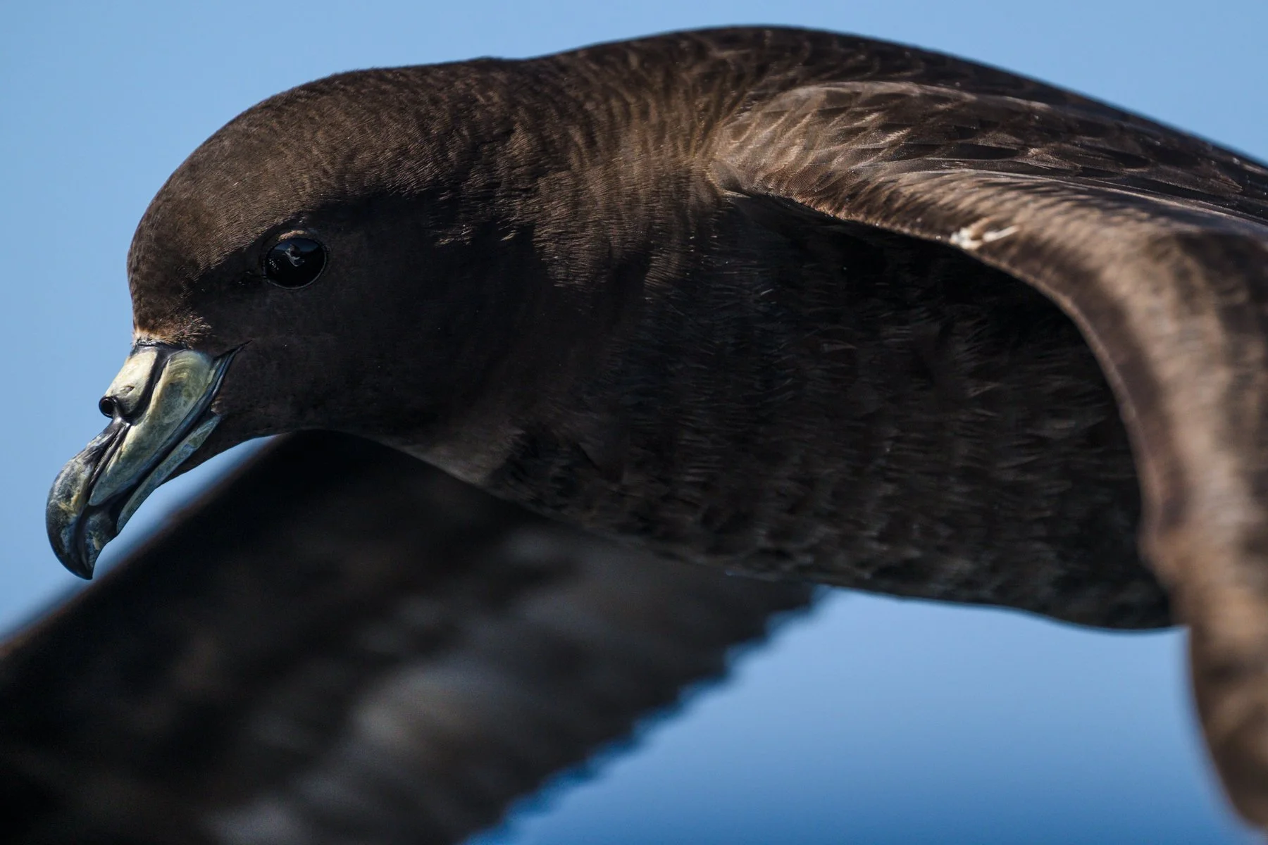 Environmental News Issue 54 - Winter 2026