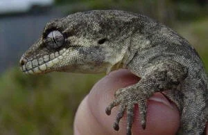 en38-aotea-island-of-lizards-02.jpeg