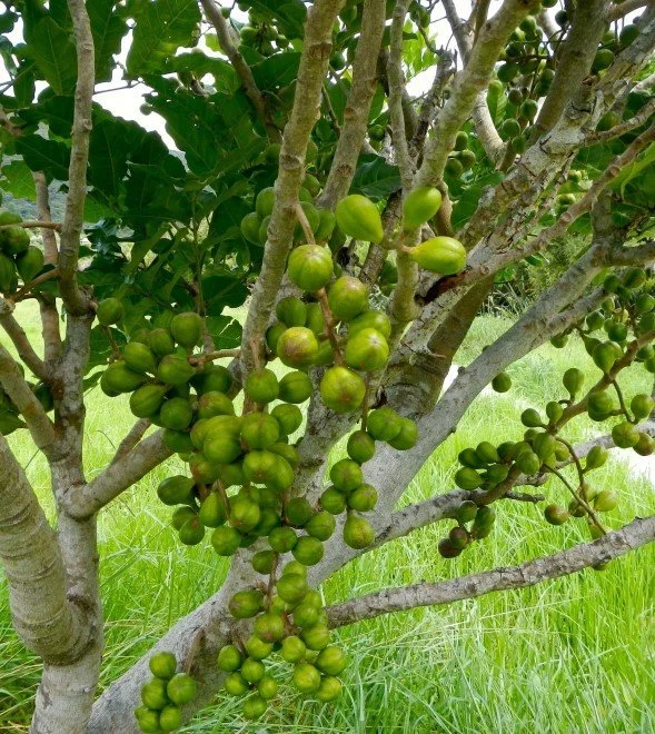   Kohekohe fruit, each green pod contains three to four seeds. Rats eat most of the seeds produced by unprotected trees (Credit: J Ogden)  
