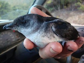 en21-diving-petrel-lost-and-found-01.jpeg