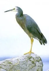 en06-the-birds-of-great-barrier-island-04.jpeg