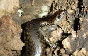 en38-aotea-island-of-lizards-07.jpg