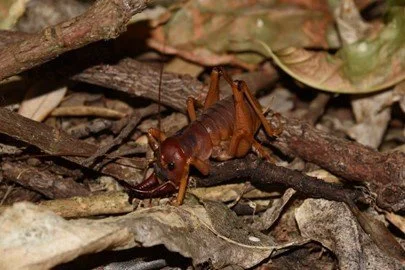   Mercury Island tusked wētā was once on the brink of extinction - to two females and one male (Credit: R Chappell)  
