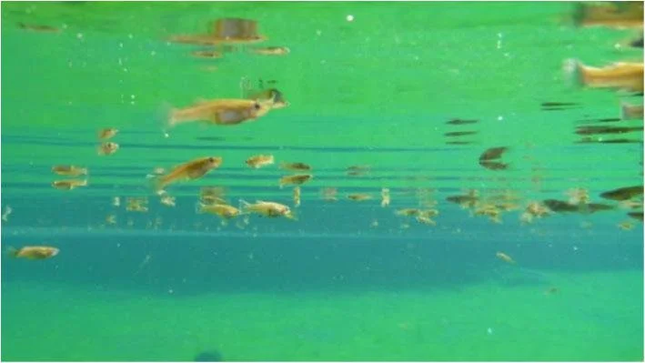   Mosquitoﬁsh feeding at the surface of a pond. (Credit: K. Simon)  