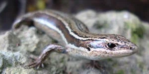 en38-aotea-island-of-lizards-03.jpg