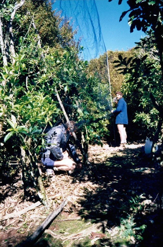   Mist-netting tīeke on Stanley Island/Kawhitihu in the Mercury Group (Credit: Tim Lovegrove)  
