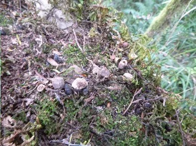   Rat gnawed miro seeds in beech forest, Nelson Lakes National Park (Credit: George Perry)  