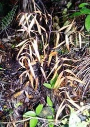 en16-kauri-killer-on-the-loose-01.jpeg
