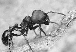 en25-argentine-ants-on-great-barrier-island-01.jpeg