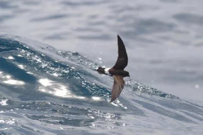 en12-the-gulf-of-seabirds-03.jpeg