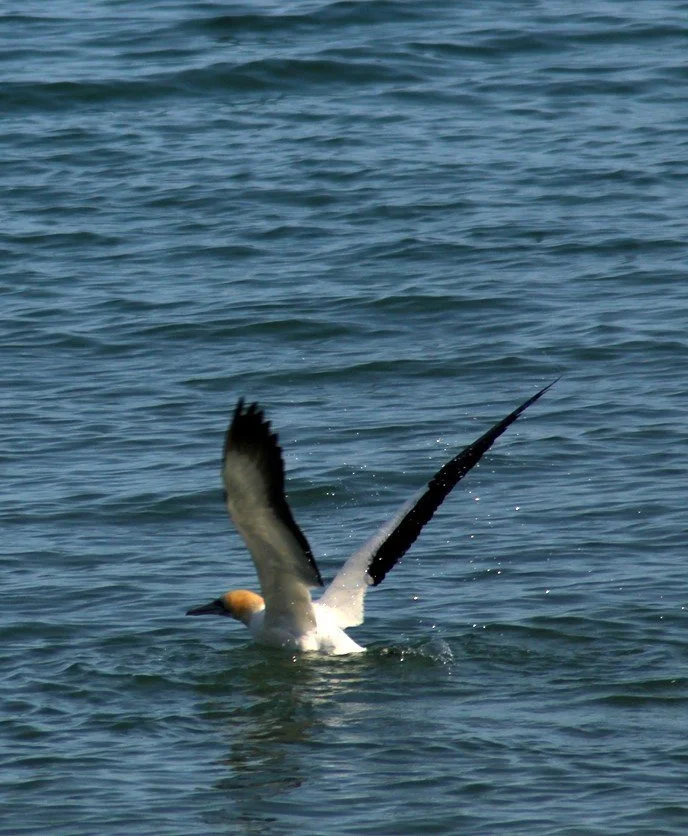   Takāpu undertake characteristic dives into the sea to hunt their prey (Credit: Emma Waterhouse)  