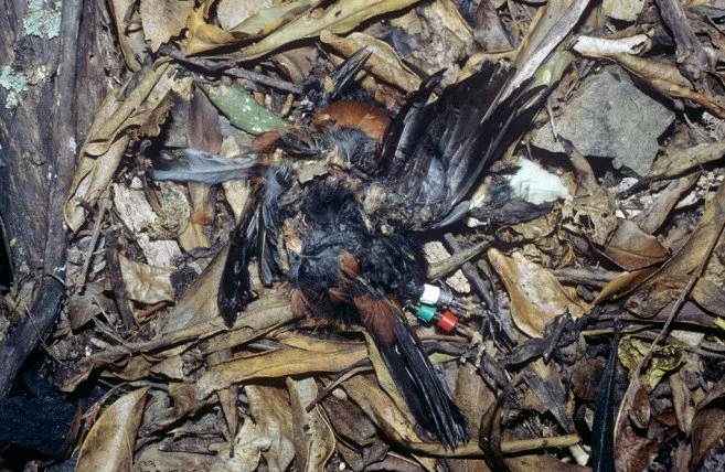   Tīeke preyed on by a rat while at its roost. This bird species is susceptible to rat predation when on the nest and at roosts (Credit: Tim Lovegrove)  