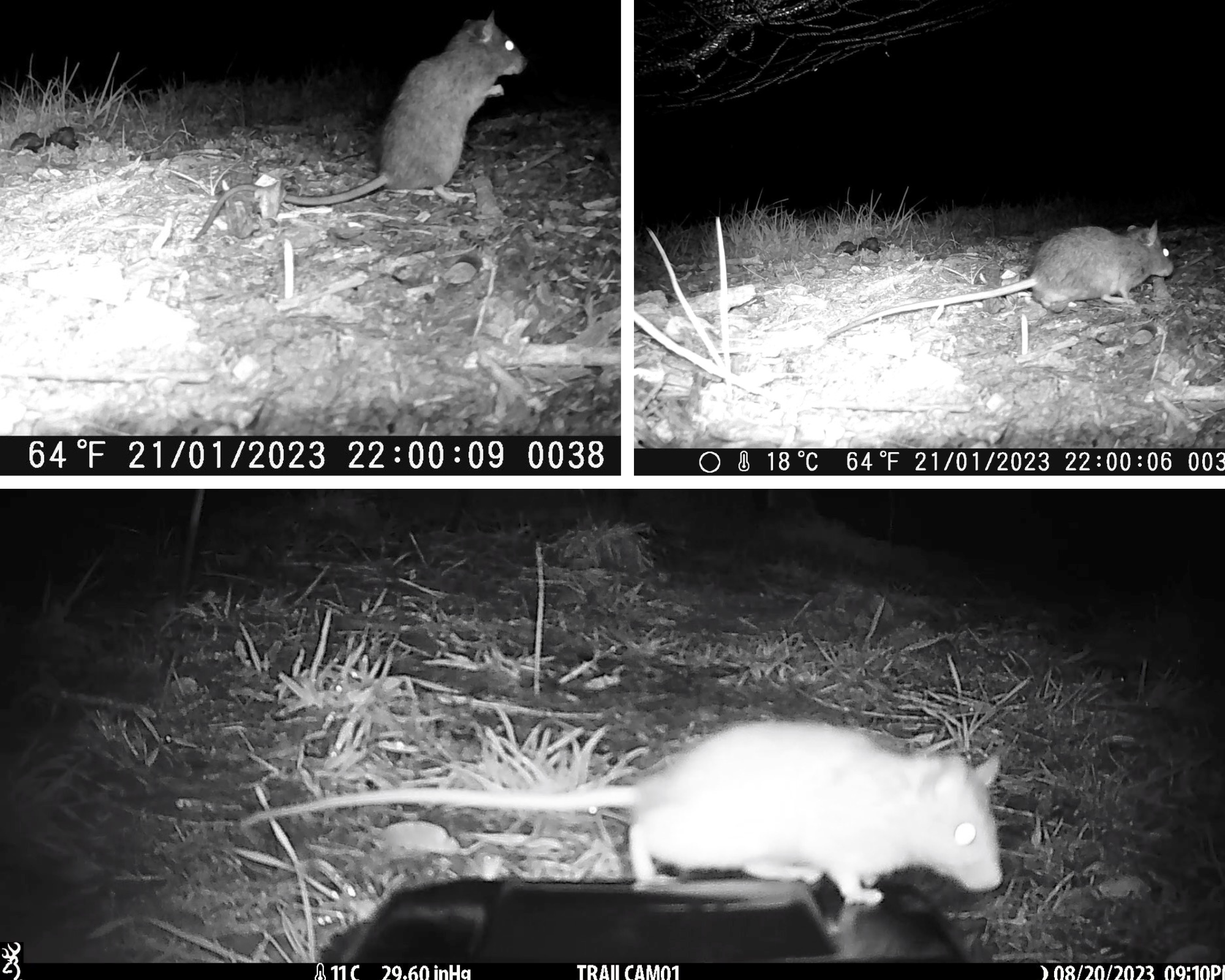   Rats caught on trail camera (Credit: Kim Bannister)  