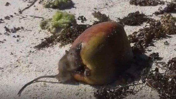   Introduced rats are a major problem on Pacific islands. The rats thrive on coconuts but also eat seabird and turtle eggs and hatchlings, as well as invertebrates, and plants (Credit: Tetiaroa Society)  