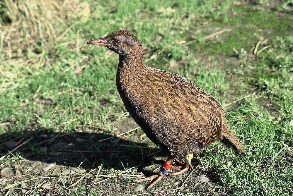   North Island weka are classified by the Department of Conservation as ‘At Risk-Recovering’ and aren’t considered Threatened. Since 2000, the subspecies has been released near Russell in Whirinaki Forest. A few thousand are found in the Opotiki-Motu region (Credit: Nadine Gibbs/DoC)  