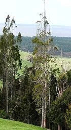 en16-kauri-killer-on-the-loose-03.jpeg