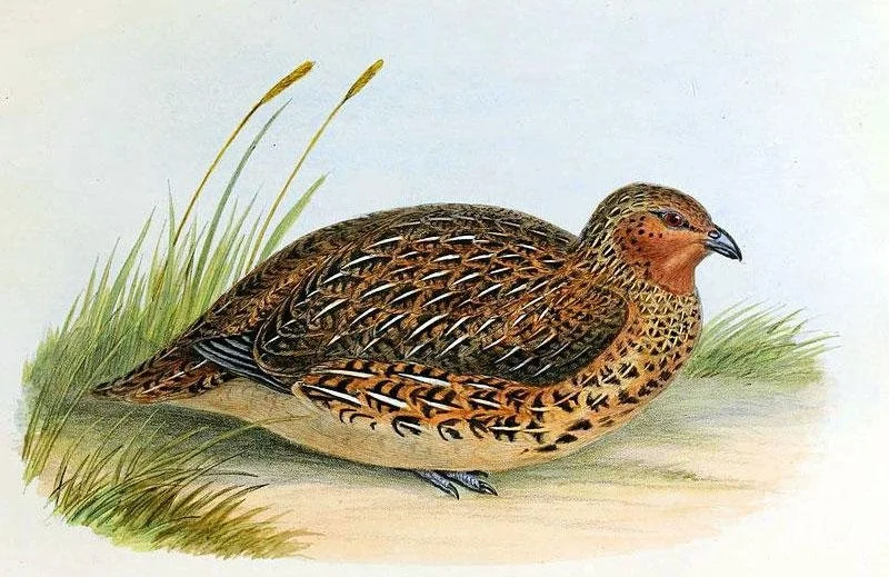   Koreke/NZ quail (Coturnix novaezelandiae) was recorded on Aotea in 1868. Only a few years later the species was extinct. (Lithographic plate by CJ Hullmandel)  