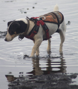 en39-beyond-barrier-conservation-dogs-02.png