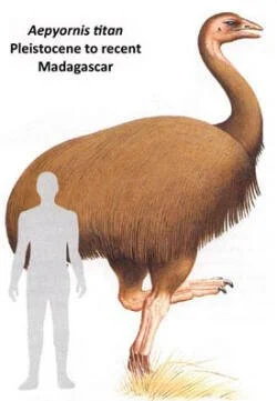  Elephant bird 