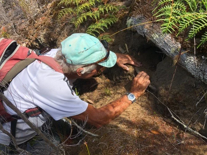   John Ogden hazing grey-faced petrel/ōi burrow at Awana, 2020 (Credit: Barry Scott)  