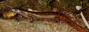 en38-aotea-island-of-lizards-01.jpg