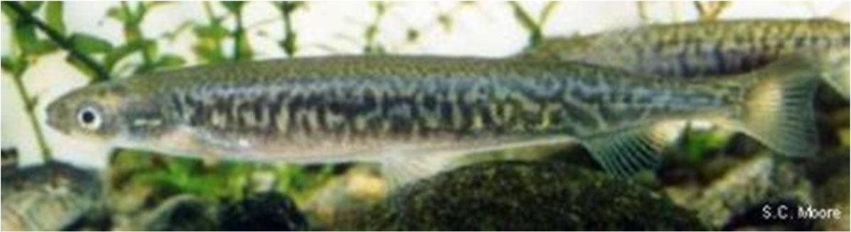   Adult inanga, the smallest of the ﬁve whitebait species, inhabit open rivers, streams, lakes, and swamps near the coast  