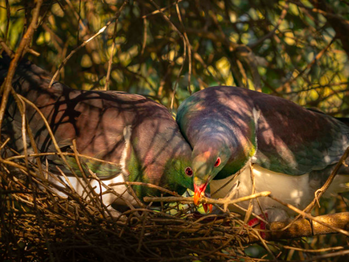   Kererū nesting (Credit: Gavin Klee (from Predator Free NZ article Nov 11, 2021))  