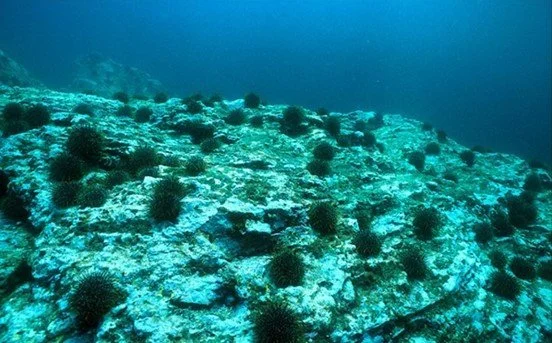  Kina keep the rock bare grazing kelp all due to not enough snapper to control kina (Credit: R Grace)  