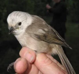  The whitehead (Mohoua albacilla) - high on the list of species to re-introduce to GBI. Crown Copyright Department of Conservation Te Papa Atawai Photo: Joseph Fraser  