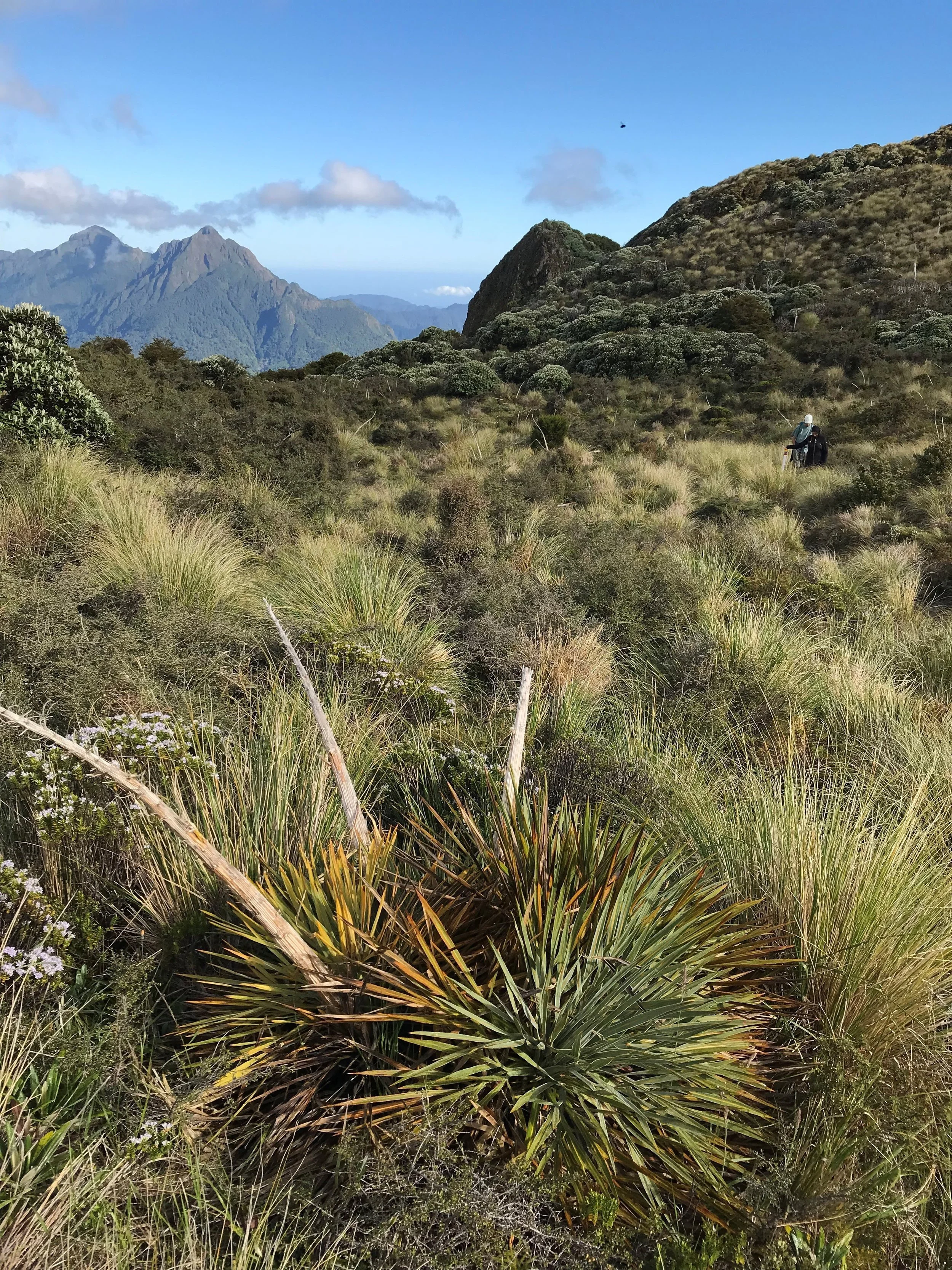   Alpine herb field Hikurangi maunga looking north towards Whanokau 1618m on right and Potts Peak at rear (Credit: Kate Waterhouse)  