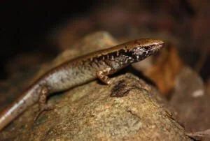 en38-aotea-island-of-lizards-09.jpg