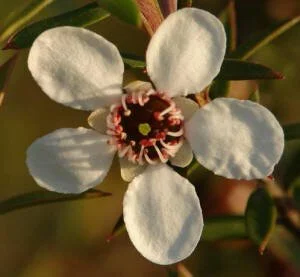 en22-kanuka-and-manuka-04.jpeg