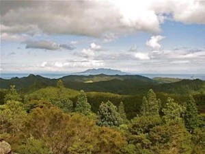  The Conservation Park. Hauturu (Little Barrier Island) viewed from Maungapiko.  Note the healthy kauri rickers in the foreground. Photo: J Ogden 
