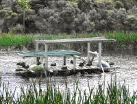  Roosting pateke on their mussel buoy raft. 