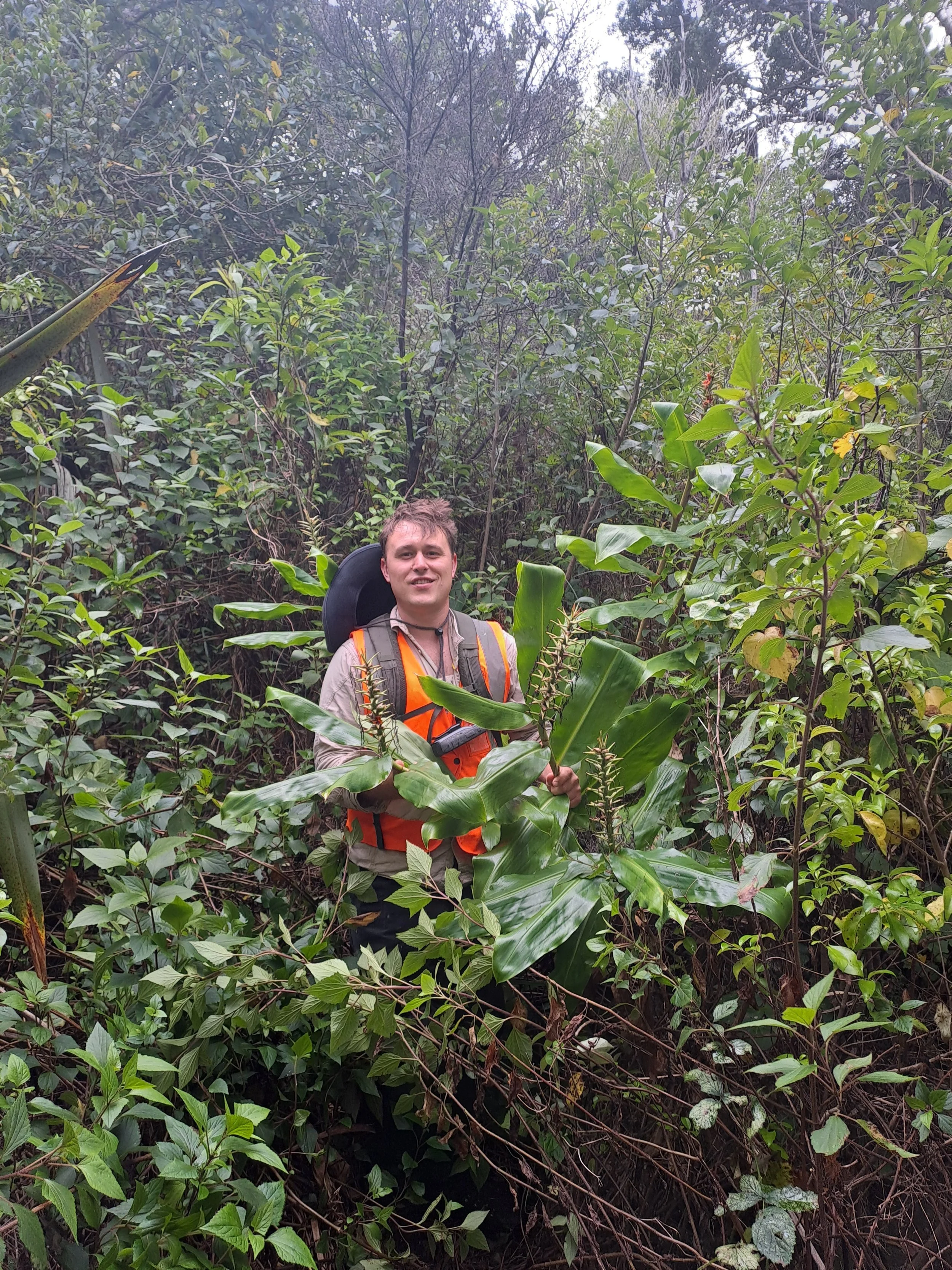   Author Niklas Erikson dining on ripe Wild Ginger in Awana  