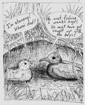 en27-black-petrel-01.jpeg