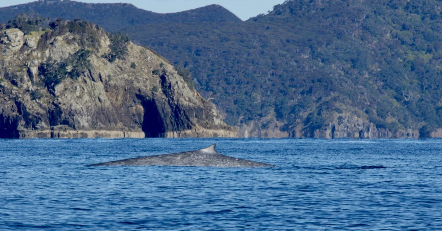   Blue whale off Miners Head, Aotea (Credit: Sarah Dwyer)  